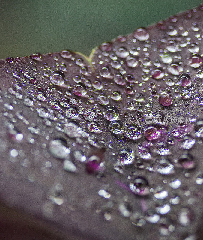 雨滴落在树叶上