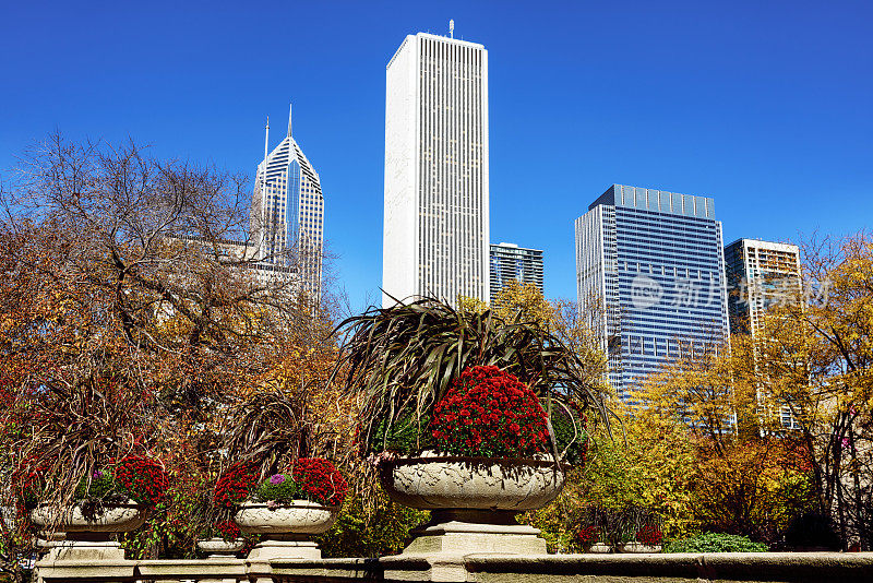 芝加哥的秋叶