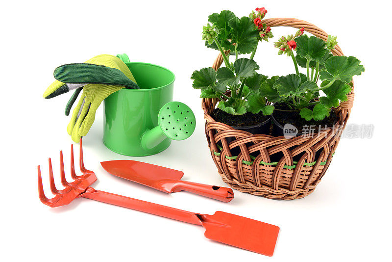 天竺葵花盆放在篮子里，配有园艺工具如园叉、手套、铁锹、水罐等。孤立的背景