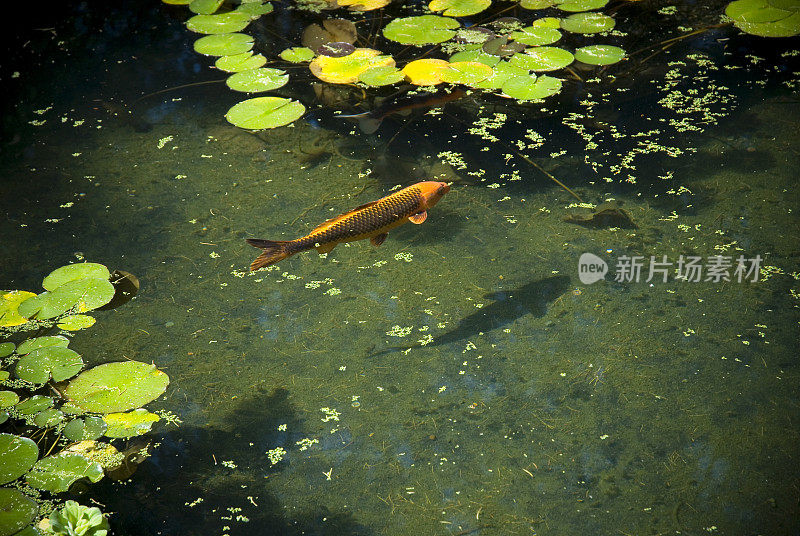 锦鲤池