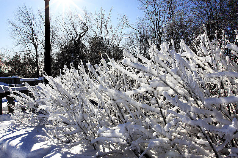 冬天的雪覆盖着野生的灌木和树枝