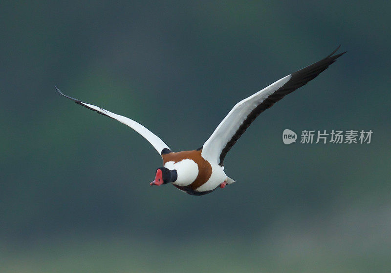 雌麻鸭