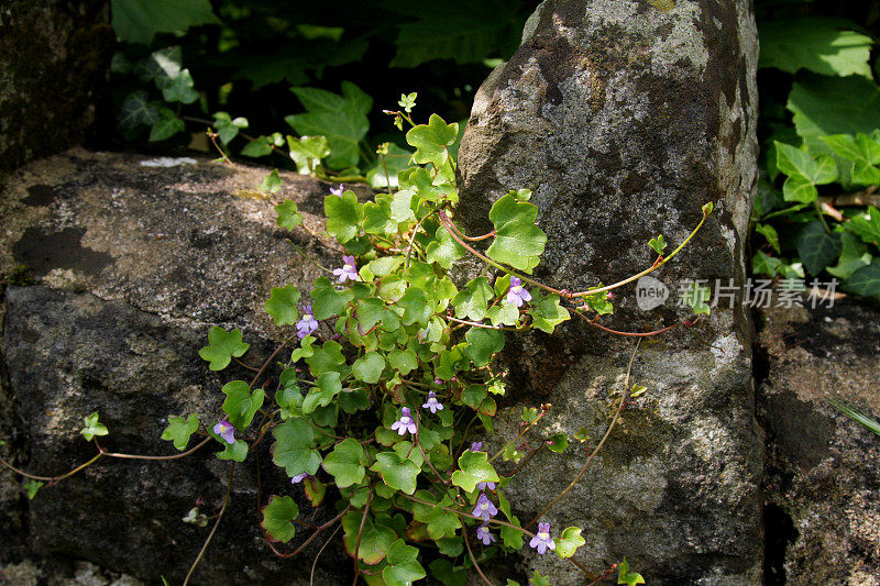 紫色风铃花生长在墙上