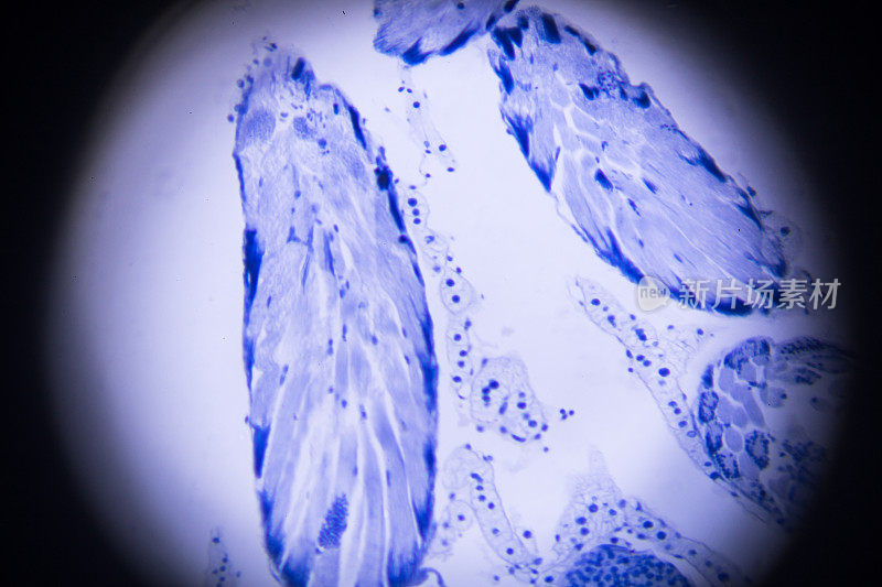 蝗虫减数分裂的显微镜观察
