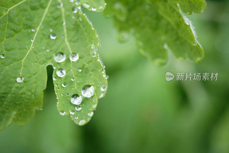 夏雨