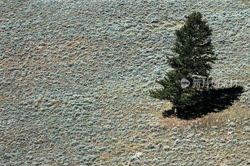 拉马尔山谷的一棵孤独的树