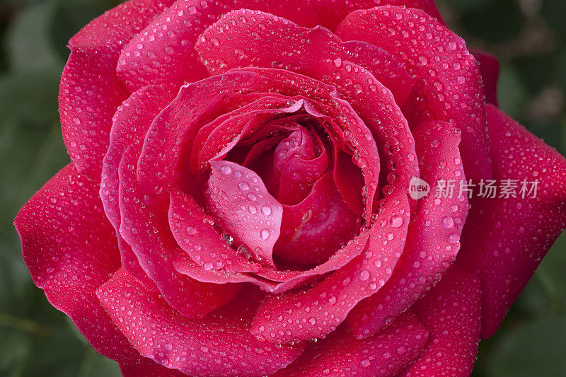 粉色玫瑰雨滴