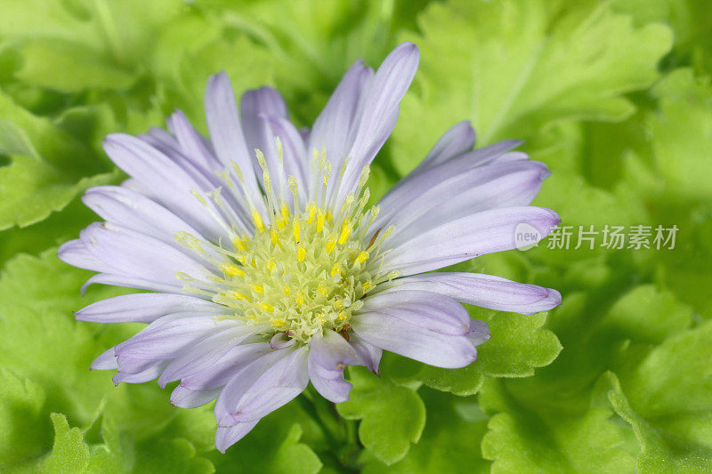 纽约Aster