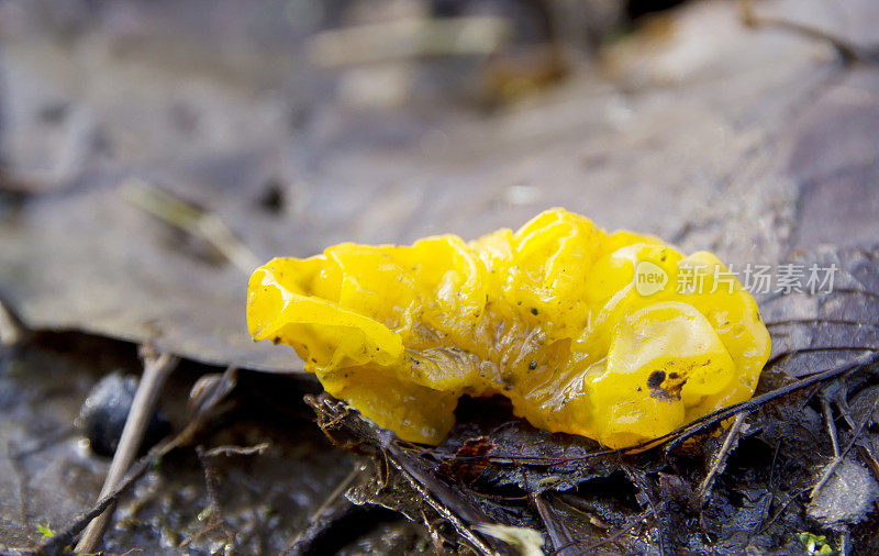 黄色脑真菌(肠系膜银耳)