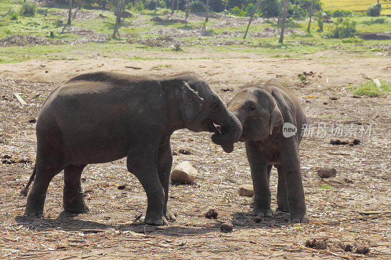 在斯里兰卡的丛林里扮演孤儿院的小象