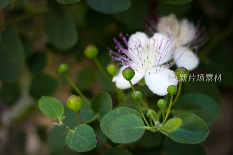 野生地中海刺山柑在第一晨光，意大利