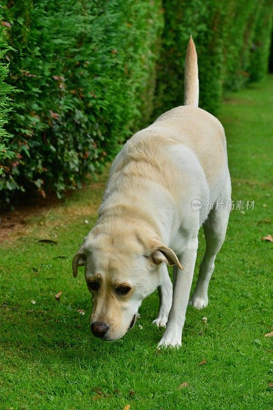 拉布拉多寻回犬