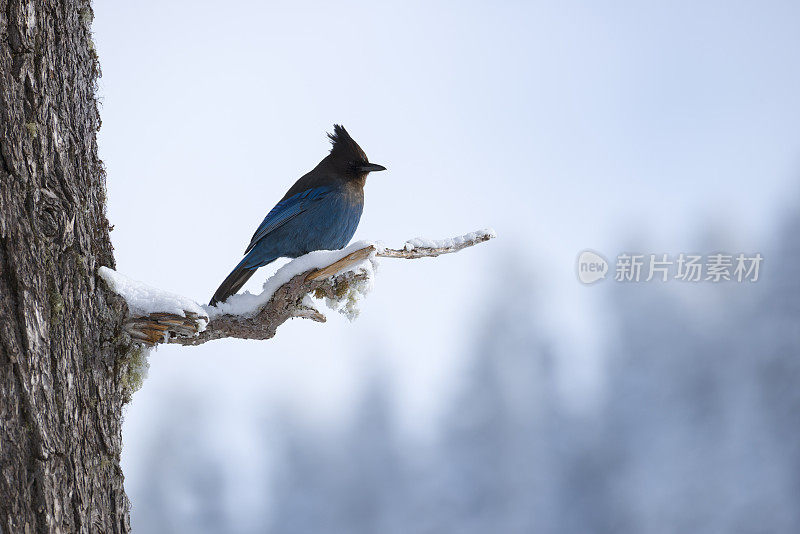 斯特勒杰栖息在雪地里