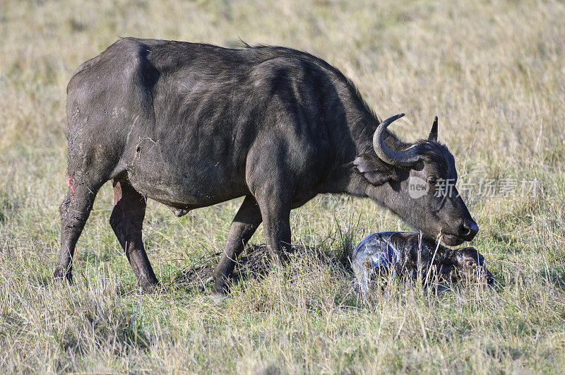 野生水牛母亲与刚出生的婴儿的特写