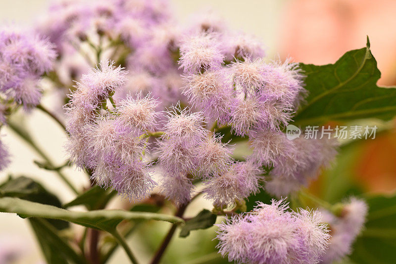 粉红色开花植物特写镜头