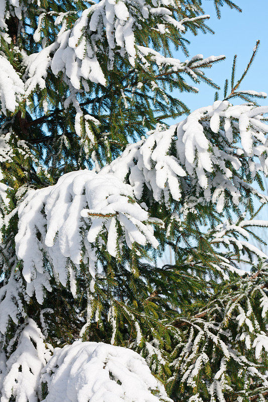 雪白色云杉