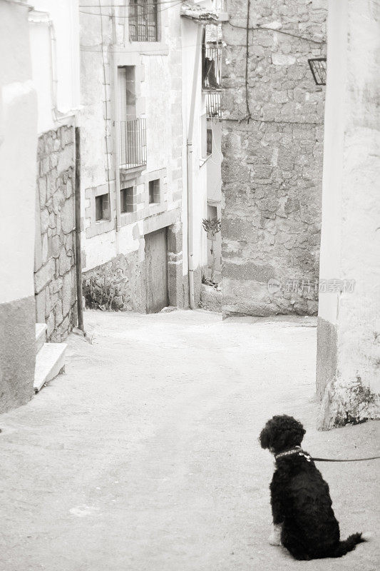 村庄街景和狗坐在皮带上。