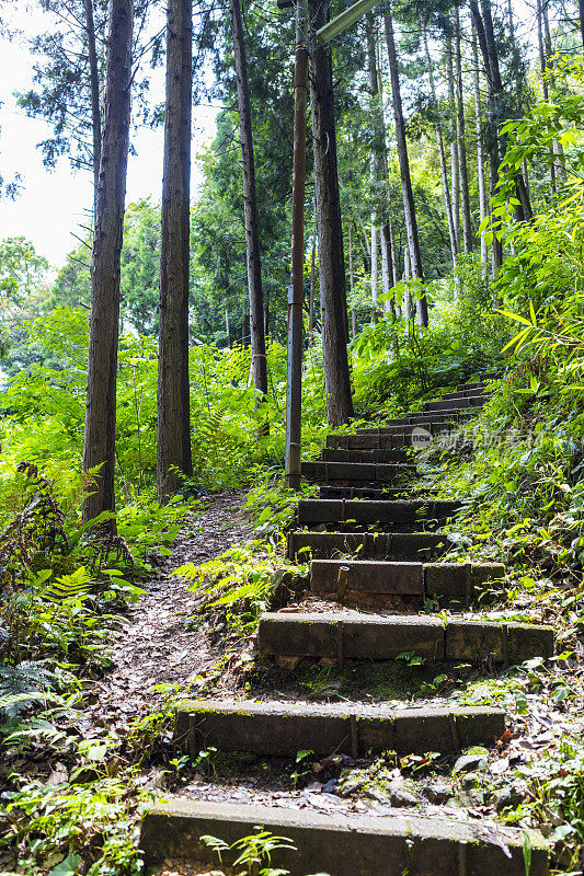 日本京都外荒野地区的森林