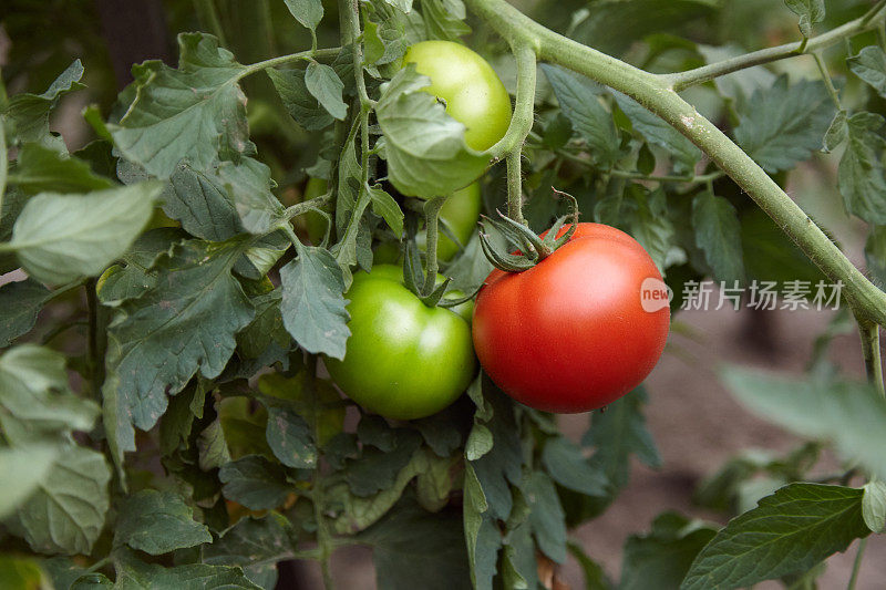 组长-番茄植株上的红、绿番茄