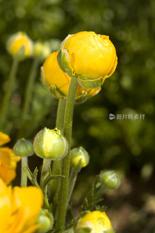 毛茛属植物的花蕾