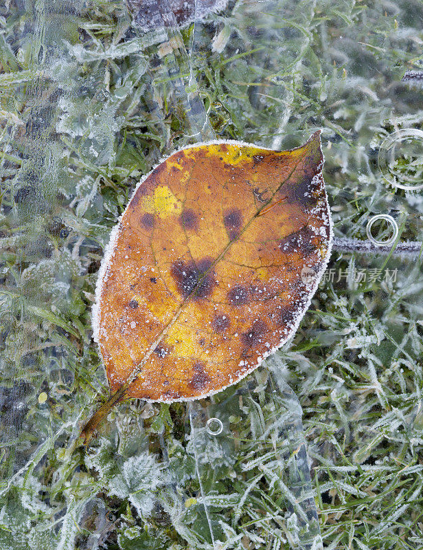 叶子上覆盖着霜冻，躺在一片冰冻的冰上。