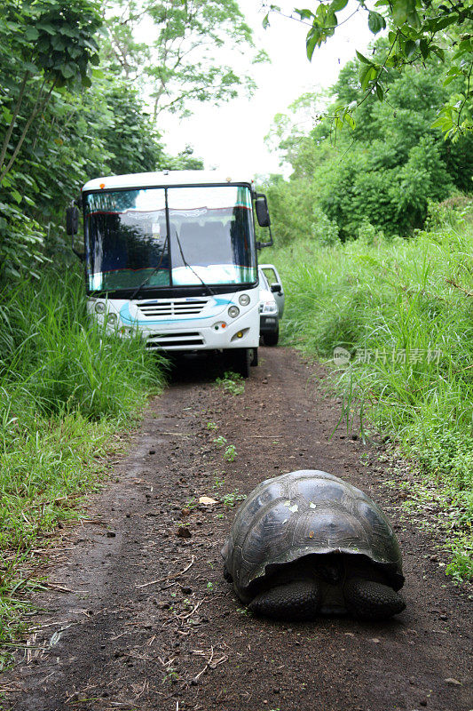 路上有一只巨龟挡住了一辆旅游巴士