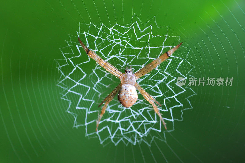 蜘蛛网里的蜘蛛