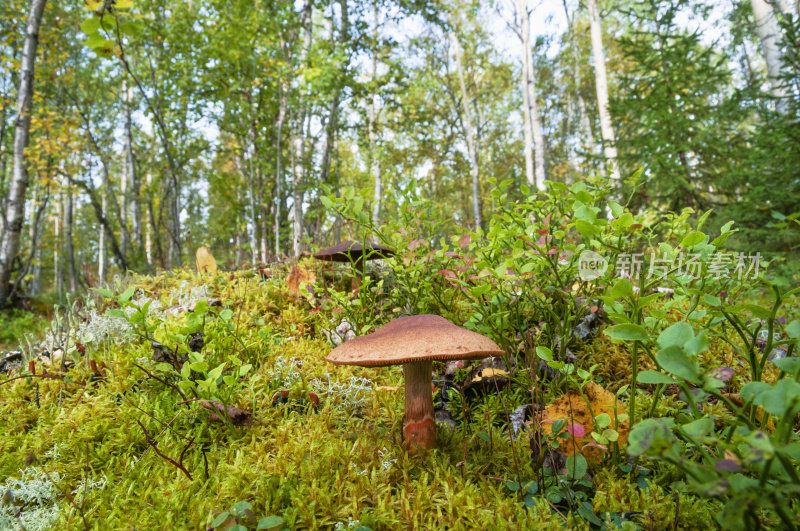 秋天森林里的蘑菇。摩尔曼斯克地区