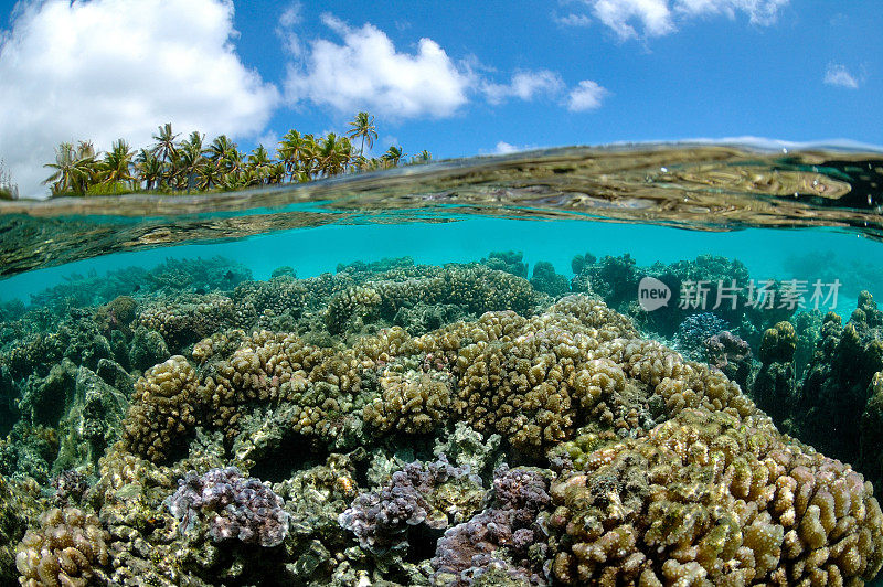 法属波利尼西亚的珊瑚礁