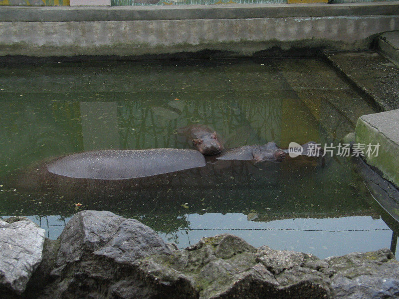 河马妈妈和宝宝