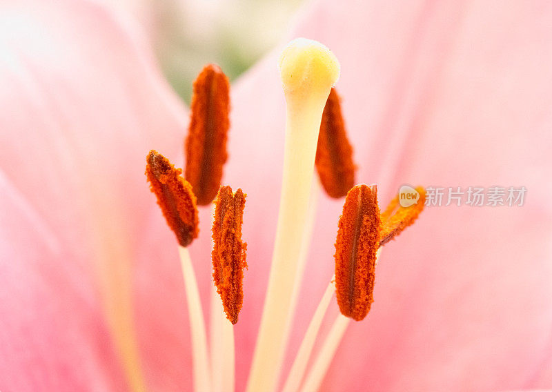 百合花药和雄蕊特写