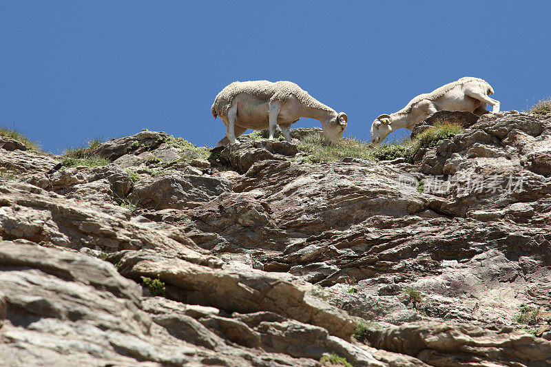 两只羊在比利牛斯山