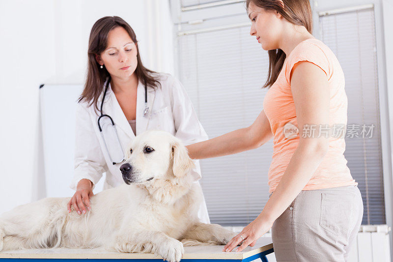 狗在兽医