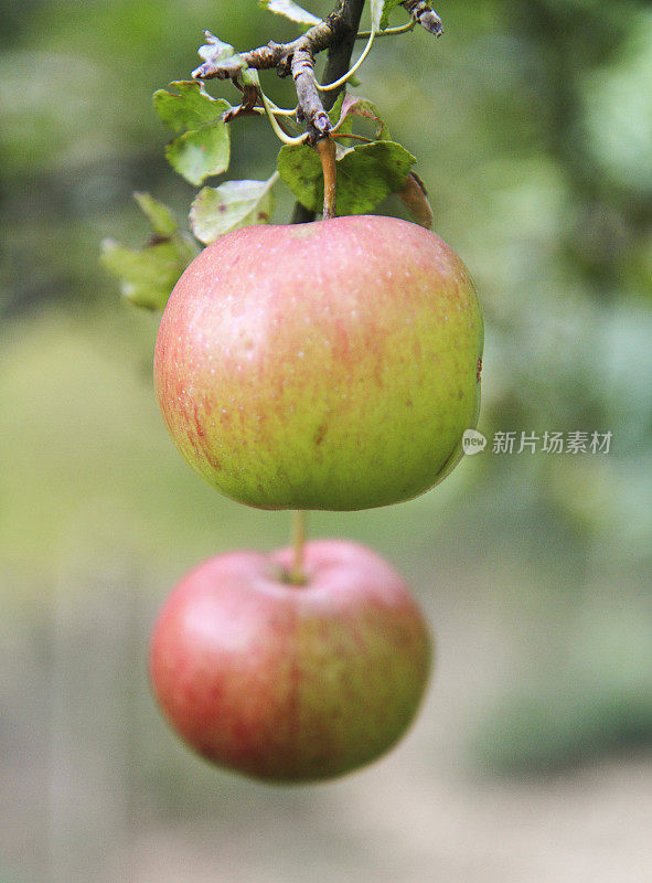 苹果树枝