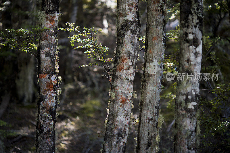 黑山毛榉森林，新西兰