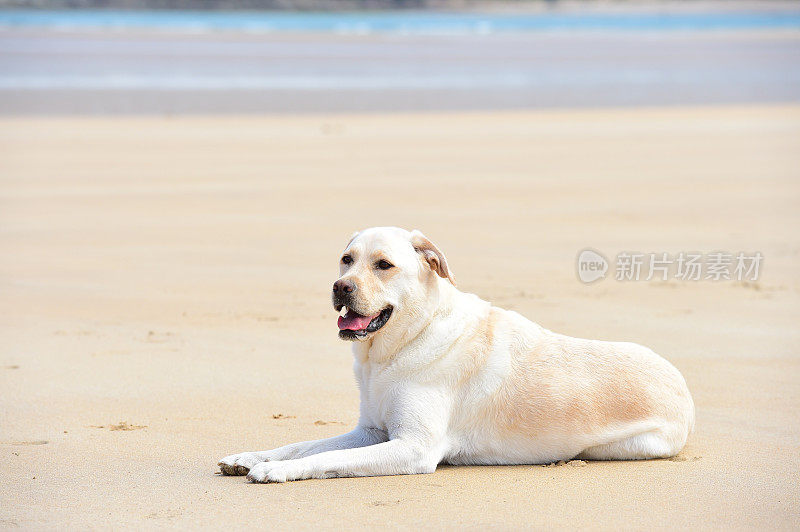 拉布拉多寻回犬