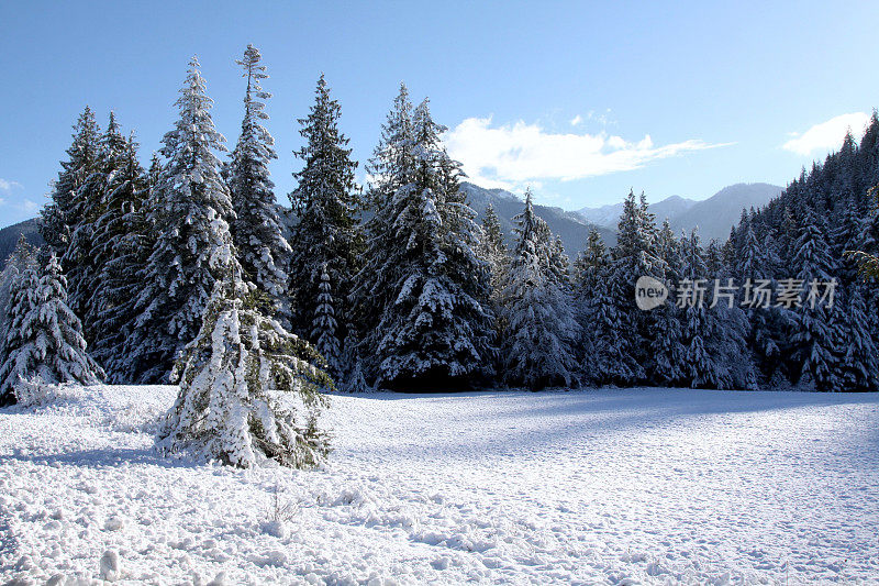 覆盖田野和树木的本季第一场雪