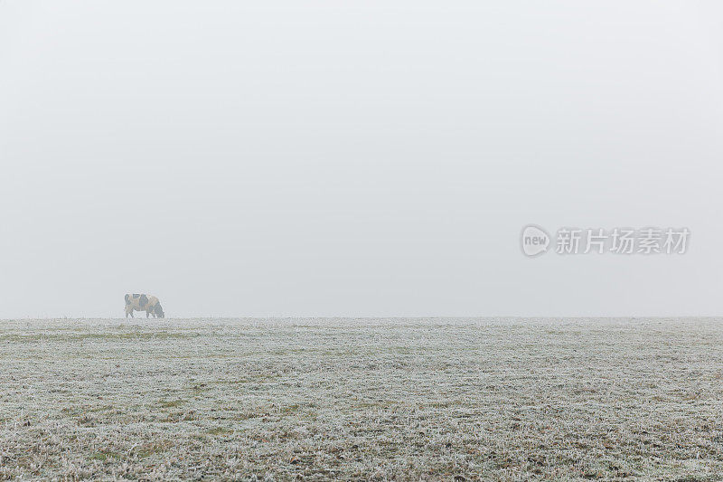有雾的早晨，牛在冬天的田野上吃草
