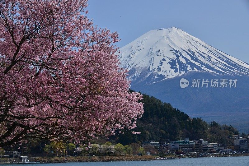 富士山和川口湖的樱花