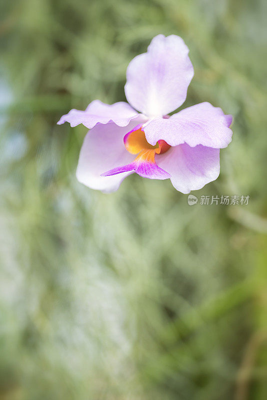 附生兰花在一棵树上