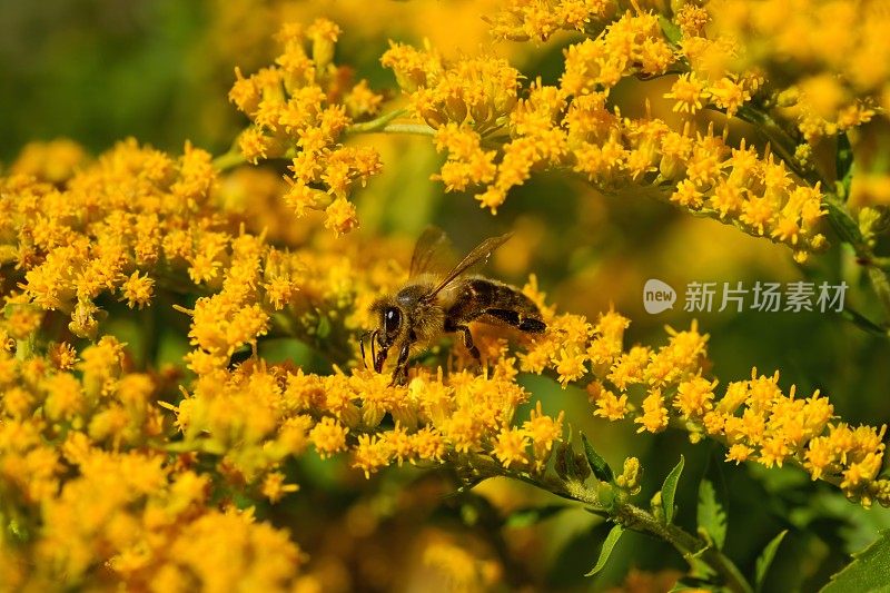 蜜蜂在黄花上采集花粉