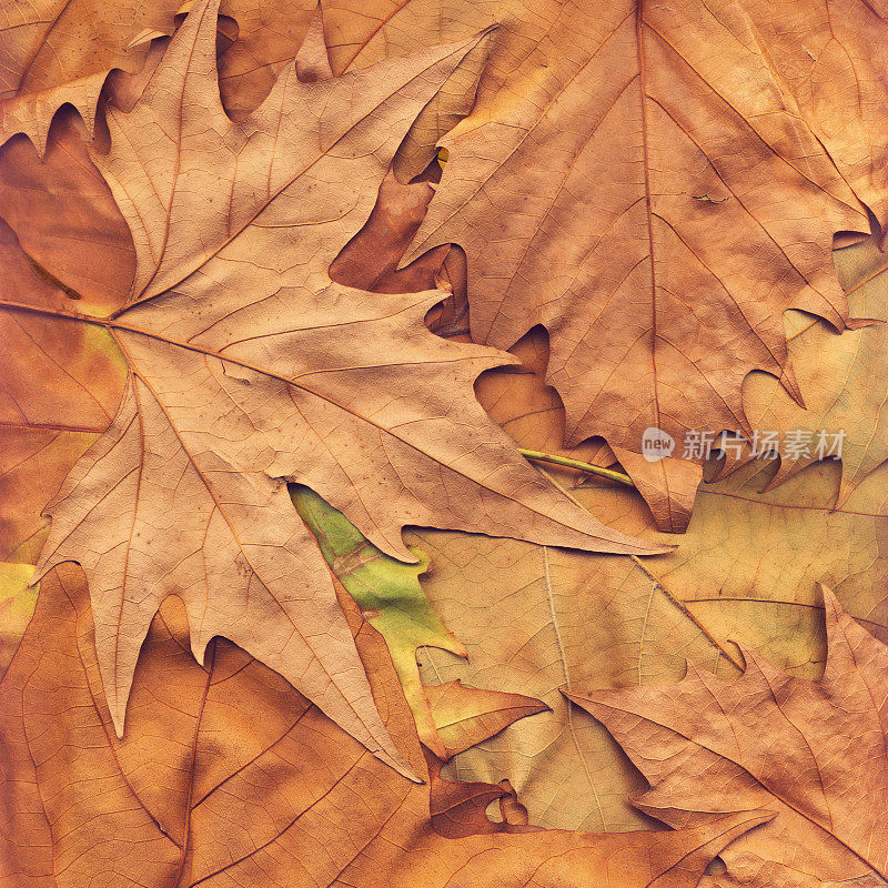 高分辨率秋季干枫树叶背景