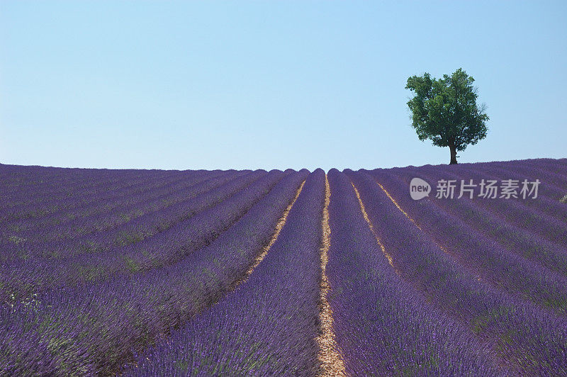 薰衣草田