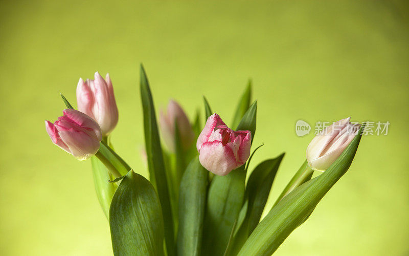 郁金香花束