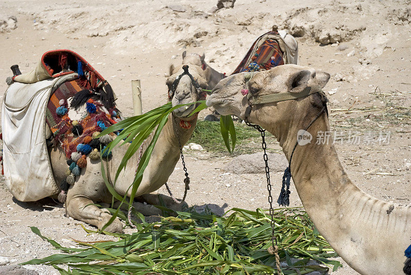 骆驼在沙漠中进食