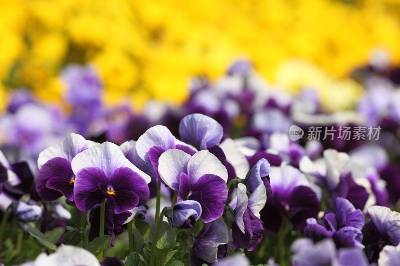 盛开的紫罗兰黄色三色堇在春天