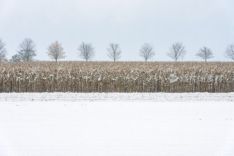 准备采摘的成熟玉米覆盖着这个季节的第一场雪