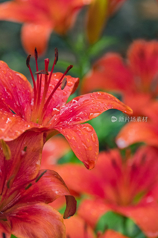 雨后花园里的红百合特写