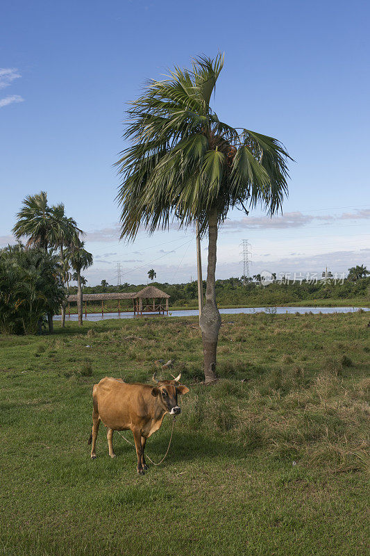 古巴比纳德尔里奥的棕榈树和奶牛