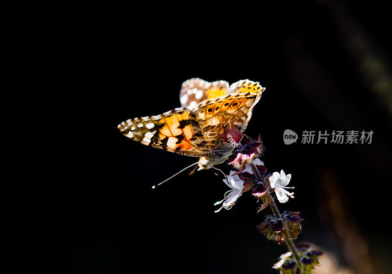 彩绘淑女停在一朵花上